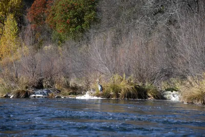 DSC_0243 (Large).JPG